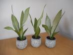 sanseveria moonshine, Overige soorten, In pot, Minder dan 100 cm, Groene kamerplant