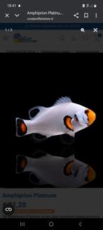 Amphiprion Ocellaris, Dieren en Toebehoren, Vis