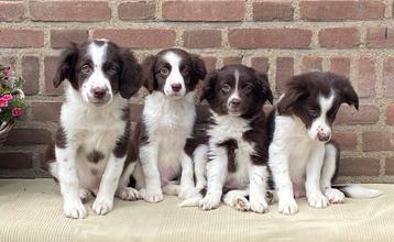 Prachtige BORDER COLLIE x FRIESE STABIJ pups beschikbaar voor biedingen