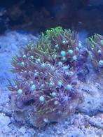 STERPOLIEP, Dieren en Toebehoren, Vis