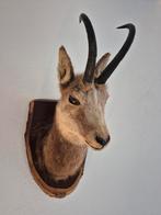 Oostenrijkse Gems Schoudermontage - Taxidermie - 1985, Ophalen, Gebruikt