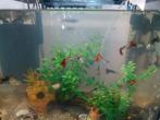 Guppies te koop, Dieren en Toebehoren, Vissen | Aquariumvissen, Vis