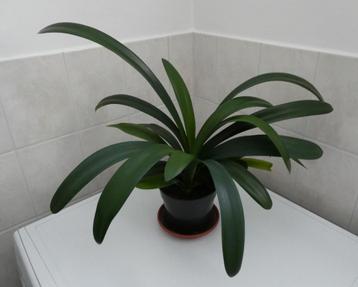 Clivia beschikbaar voor biedingen