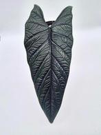 Alocasia Scalprum, Ophalen of Verzenden, Overige soorten, Minder dan 100 cm