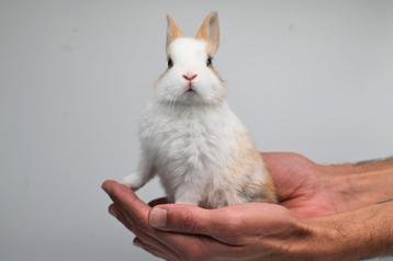 Konijntjes super tam. (loffelohr en kruising loffelohr)  beschikbaar voor biedingen