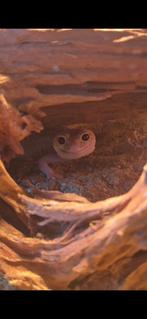 Tweejarige Luipaardgekko,compleet terrarium en benodigdheden, Ophalen, Zo goed als nieuw, Terrarium of Paludarium