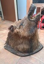 Opgezette zwijnenkop, Ophalen, Zo goed als nieuw, Vogel, Opgezet dier