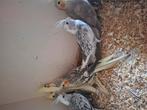 Valparakieten, Dieren en Toebehoren, Vogels | Kanaries, Meerdere dieren, Kleurkanarie