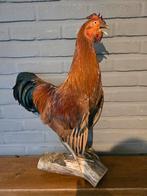 Opgezette grote haan - Prachtig Decoratiestuk, Ophalen of Verzenden, Zo goed als nieuw, Vogel, Opgezet dier