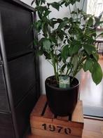 GROTE ZWARTE POT MET PLANT, Huis en Inrichting, Kamerplanten, Ophalen, Overige soorten, In pot, Minder dan 100 cm