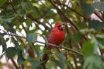 Koppel Rode kardinalen beschikbaar., Dieren en Toebehoren, Vogels | Overige Vogels, Meerdere dieren, Tropenvogel, Geringd