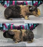 Weerwolf skinny zeugje, Cavia, Vrouwelijk, November, Tam