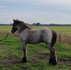 Belgisch trekpaard hengstveulen bruinschimmel, Niet van toepassing, 0 tot 2 jaar, Hengst, 170 tot 175 cm