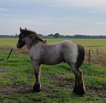Belgisch trekpaard hengstveulen bruinschimmel  beschikbaar voor biedingen