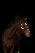 Super lieve Sportpony&Kinderpony, Merrie, B, Gechipt, Springpony