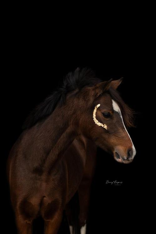 Super lieve Sportpony&Kinderpony, Dieren en Toebehoren, Pony's, Merrie, B, C pony (1.27m tot 1.37m), Springpony, 3 tot 6 jaar
