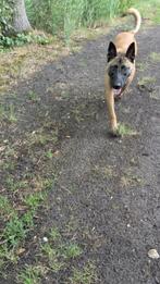 Charismatische en mooie Mechelse herder reu van 15 maanden., Dieren en Toebehoren, Rabiës (hondsdolheid), Reu, 1 tot 2 jaar, Eén hond