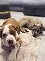 American bully xl puppy’s Merle met ABKC stamboom, 15 weken tot 1 jaar, Parvo, Meerdere, Nederland