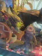 Algeneters ancitrus, Dieren en Toebehoren, Vissen | Aquariumvissen, Vis