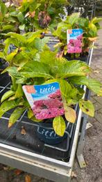 Hortensia ‘little’ roze, Ophalen, Overige soorten, Halfschaduw
