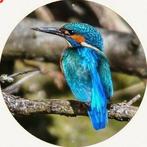 ijsvogel ( op metaal ), Verzenden, Nieuw