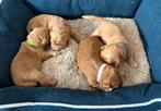 Labradoodle x australian labradoodle pups, Dieren en Toebehoren, Honden | Niet-rashonden, Particulier, 8 tot 15 weken, Middel