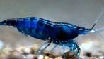 Blauwe garnaal, Neocaridina heteropoda, Blue Dream, Kreeft, Krab of Garnaal
