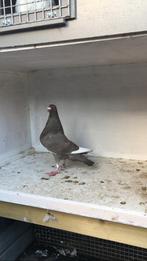 Granadino, Dieren en Toebehoren, Vogels | Duiven, Mannelijk, Kropper