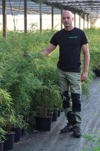 Fargesia Robusta Wolong | Elegante Niet-Woekerende Bamboe, In pot, Bloeit niet, Halfschaduw, Overige soorten