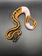 Piebald vrouwtje 2025 koningspython/python regius