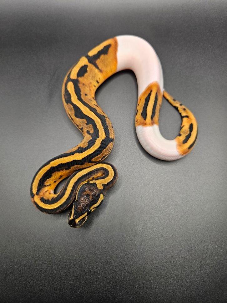 Piebald vrouwtje 2025 koningspython/python regius, Dieren en Toebehoren, Reptielen en Amfibieën