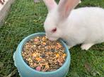 Lieve witte konijntjes, Dieren en Toebehoren, Konijnen, Vrouwelijk, Klein, 0 tot 2 jaar