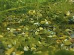 Guppies, gup, guppy, tigergup, Dieren en Toebehoren, Vissen | Aquariumvissen, Zoetwatervis, Vis