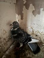 Twee jonge duiven van deze jaar, Meerdere dieren, Postduif