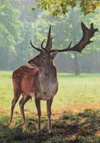 A790 ongelopen ansichtkaart damhert, Ophalen of Verzenden, 1980 tot heden, Gelopen