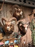 Moeflon opgezet taxidermie stoer sober landelijk, Verzamelen, Dierenverzamelingen, Ophalen, Wild dier, Opgezet dier