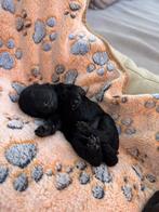 Mini poedel pups. Mogen vanaf mid november weg, Dieren en Toebehoren, Ophalen, Zo goed als nieuw, Overige