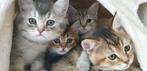 Britse korthaar kittens. 2 silver  en 2 black golden shaded, Dieren en Toebehoren, Meerdere dieren, Ontwormd, 0 tot 2 jaar