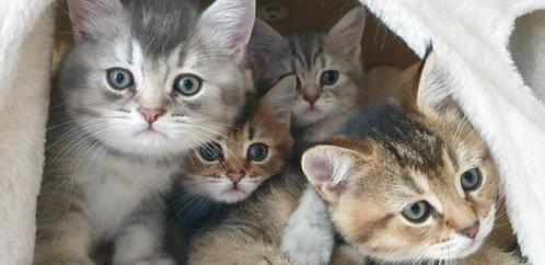 Britse korthaar kittens. 2 silver  en 2 black golden shaded, Dieren en Toebehoren, Katten en Kittens | Raskatten | Korthaar, Meerdere dieren