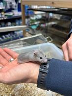 Te koop leuke jonge Chinese dwerghamsters, Dieren en Toebehoren, September, Meerdere dieren, Hamster