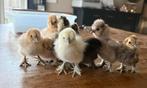 Zijdehoen kuikens te koop, Dieren en Toebehoren, Pluimvee, Vrouwelijk, Kip