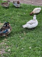 Koppel carolina eenden., Meerdere dieren, Eend