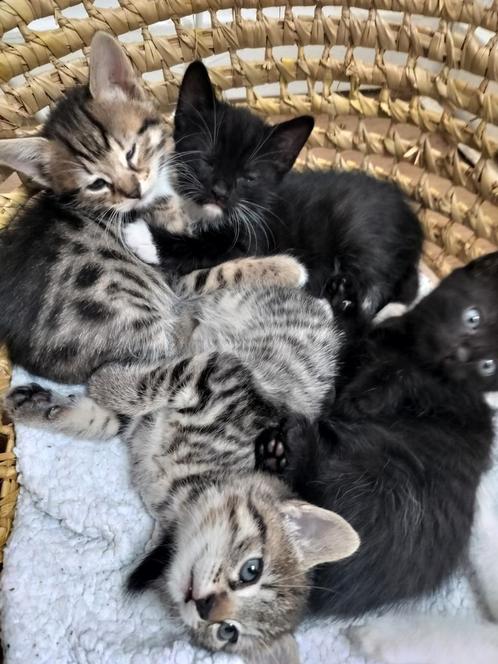 Kleine zoeken nieuw thuis met veel liefde!, Dieren en Toebehoren, Katten en Kittens | Overige Katten