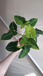 Syngonium Scrambled Eggs, Ophalen of Verzenden, Halfschaduw, Minder dan 100 cm