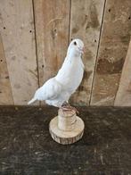 opgezette  witte duif ``WOONWINKEL RUSTIEK``, Verzamelen, Dierenverzamelingen, Ophalen of Verzenden, Vogel, Opgezet dier