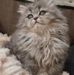 Britse langhaar kittens, Dieren en Toebehoren, Meerdere dieren, Ontwormd, 0 tot 2 jaar