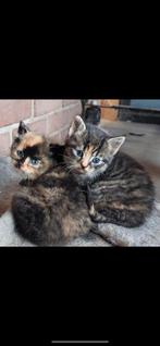 Kittens, 0 tot 2 jaar