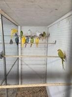 Mooi koppel ijsduiven, Dieren en Toebehoren, Vogels | Duiven, Meerdere dieren, Overige soorten