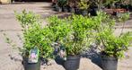 Spiraea Japonica 'little Princess', Ophalen, Overige soorten, Struik, Minder dan 100 cm