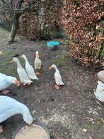 2 Witte indische loopeenden, Dieren en Toebehoren, Vrouwelijk, Eend